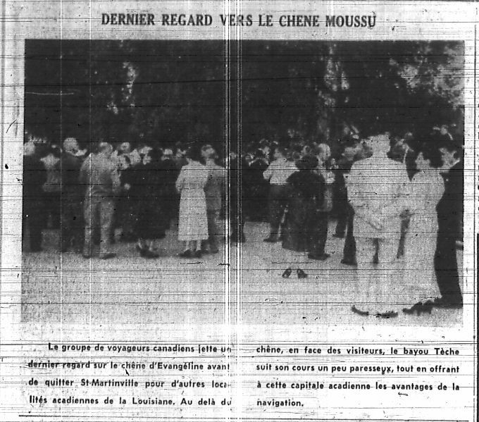 Dernier regard vers le chêne moussu