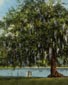 Carte postale, le chêne d'Évangéline, Saint-Martinville, Louisiane